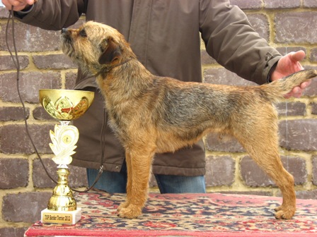 top border terrier