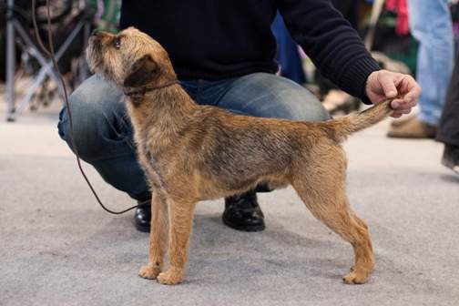 top border terrier